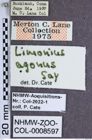 Etiketten zu Limonius agonus (NHMW-ZOO-COL-0008597)